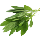 Sage Leaf Transparent png