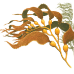 kelp transparent png