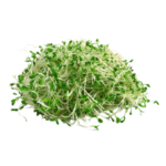 Alfalfa Transparent png