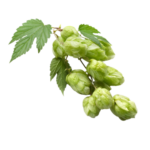 hops transparent png