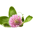red clover transparent png